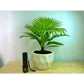 Cây Cọ Phong Thủy Mini Để Bàn