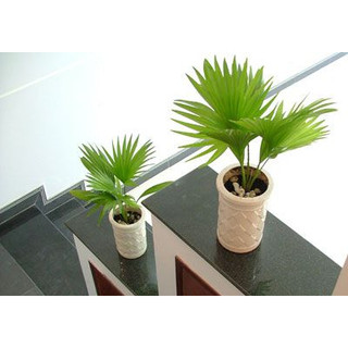 Cây Cọ Phong Thủy Mini Để Bàn