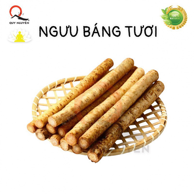 Ngưu báng tươi  Quy Nguyên Thầy Tuệ Hải 1kg