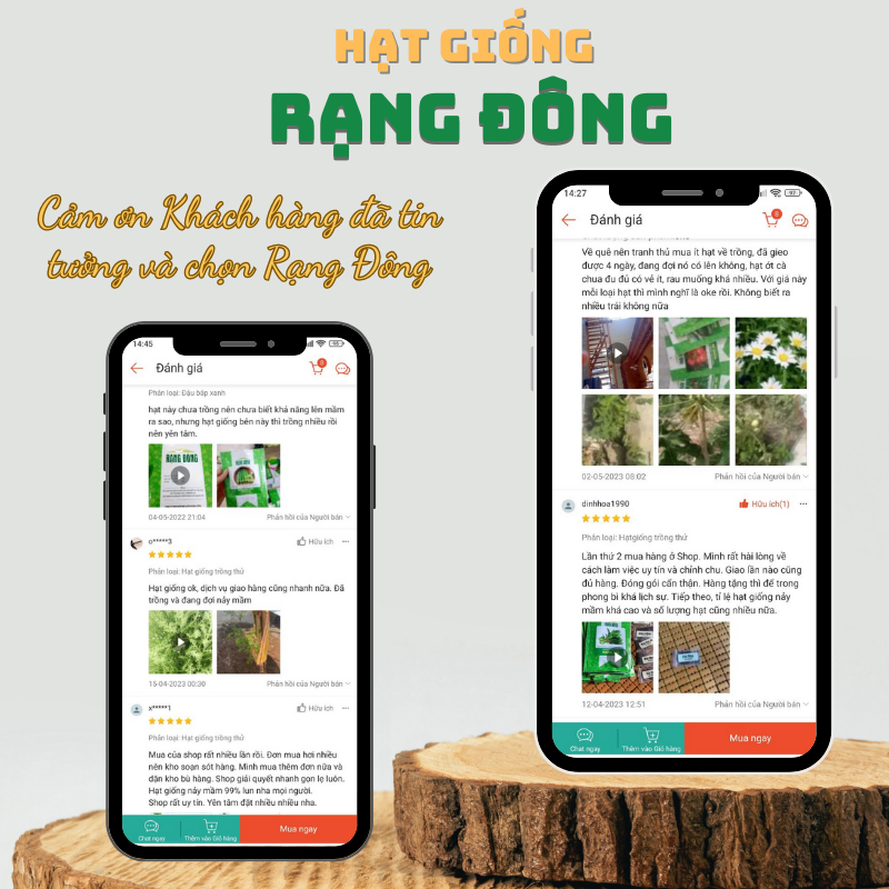 Hạt giống Sương Sâm Lông trồng quanh năm, lá dùng làm thạch  - Hạt giống Rạng Đông