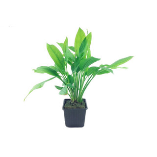 Echinodorus grisebachii 'Bleherae' - Cây Thuỷ Sinh Lưỡi Mác/Thanh Đản - AquaSeed