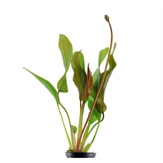 Echinodorus Red Diamond - Cây Thuỷ Sinh Lan Kim Cương Đỏ - AquSeed