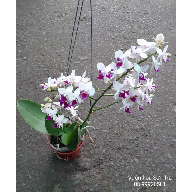 Cây LAN HỒ ĐIỆP hoa trắng tím đang hoa.