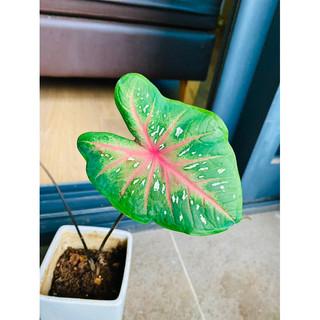 Cây Caladium Heart's Delight Môn biocolor môn đốm