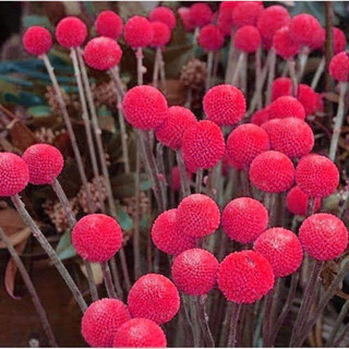 Hạt Giống Hoa Cúc Nút Áo( gói 100 hạt)