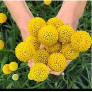 Hạt Giống Hoa Cúc Nút Áo( gói 100 hạt)