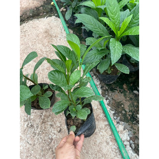 Chậu Cây giống Xương Sông Bắc - cây xương sông cao 7-20cm