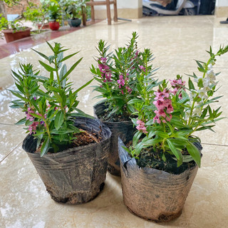 Cây hoa ngọc hân - cây violet nhật  chiều cao 15cm hoa nở đẹp dễ trồng chăm sóc thích hợp trang trí sân vườn