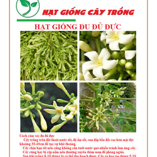 Gói 50 hạt giống đu đủ đực siêu hoa hạt giống đu đủ đực lùn siêu hoa