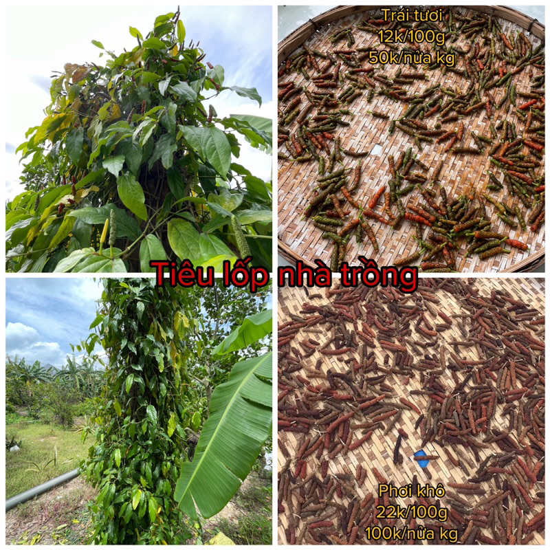 Tiêu lốp nhà trồng tươi và phơi khô