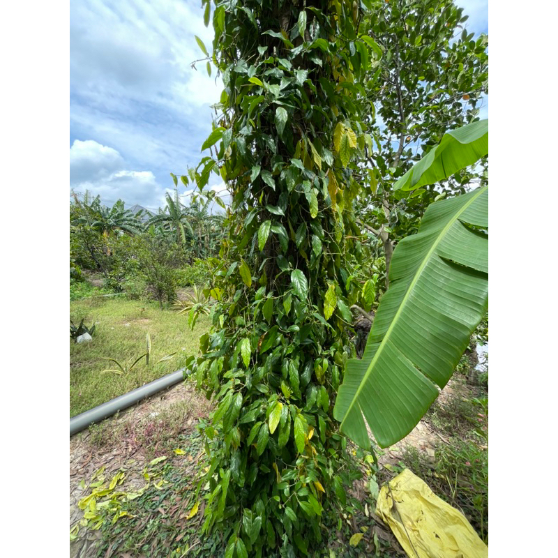 Tiêu lốp nhà trồng tươi và phơi khô