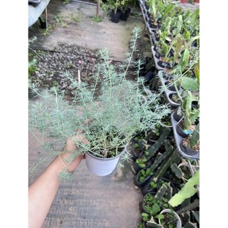 hoa mỏ vẹt ( phượng hoàng lửa húc phượng)