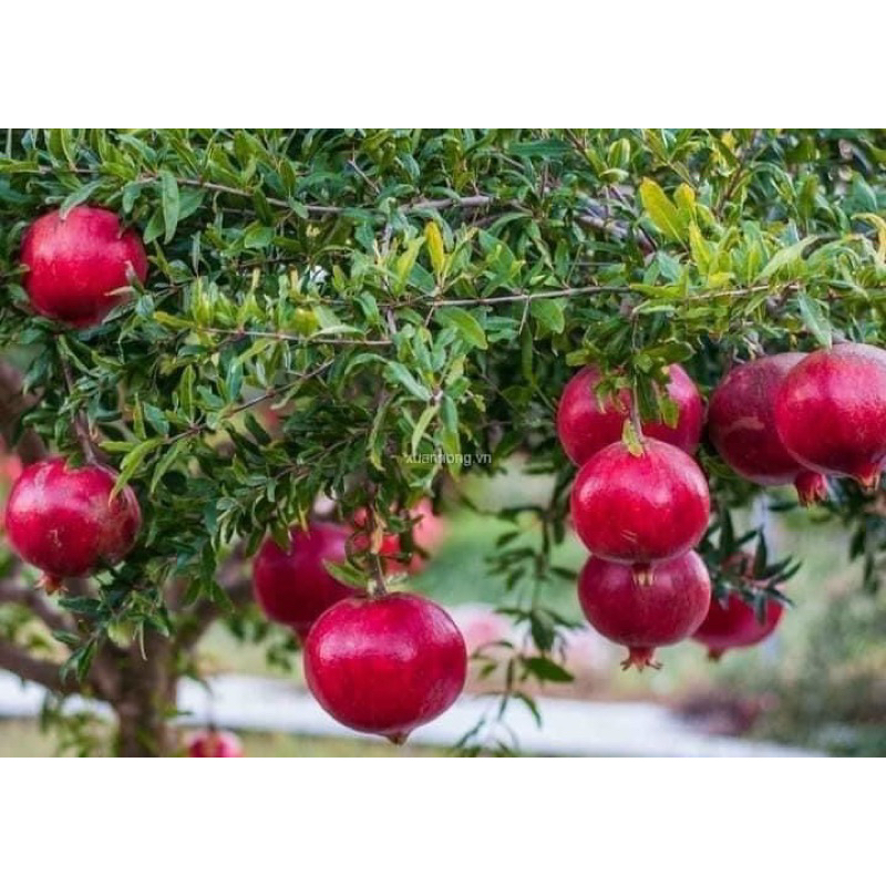 Lựu thái sẵn quả