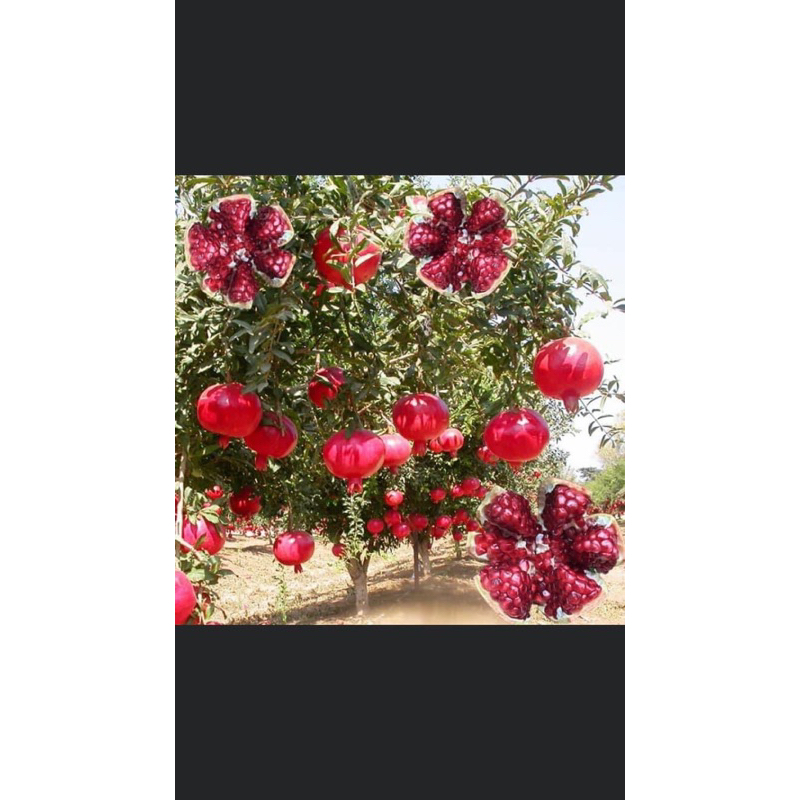 Lựu thái sẵn quả