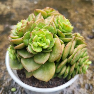 Sen đá nuda size trung vườn sen Đăk Lăk. Cây cảnh trang trí nhà cửa