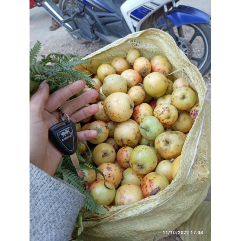 Táo mèo tây bắc mua 5 kí tươi tặng 1 kí khô