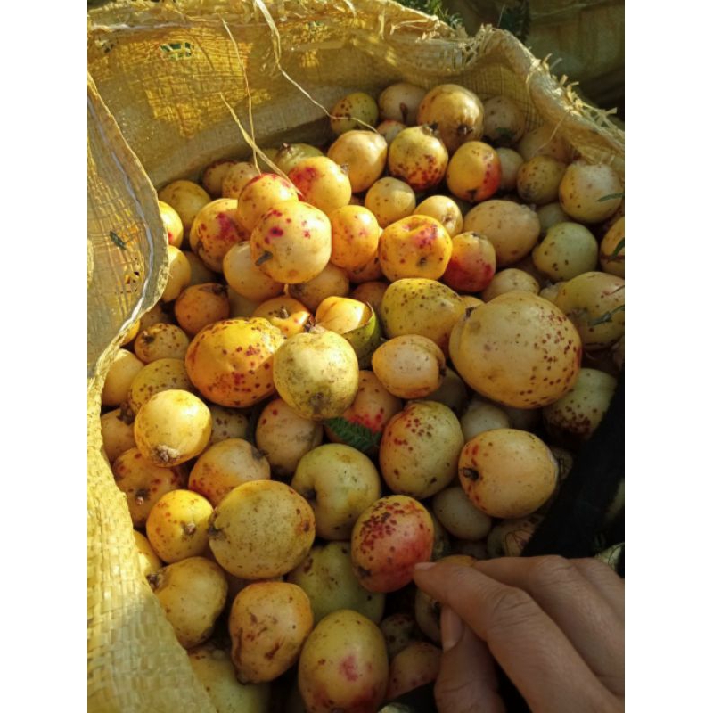 Táo mèo tây bắc mua 5 kí tươi tặng 1 kí khô