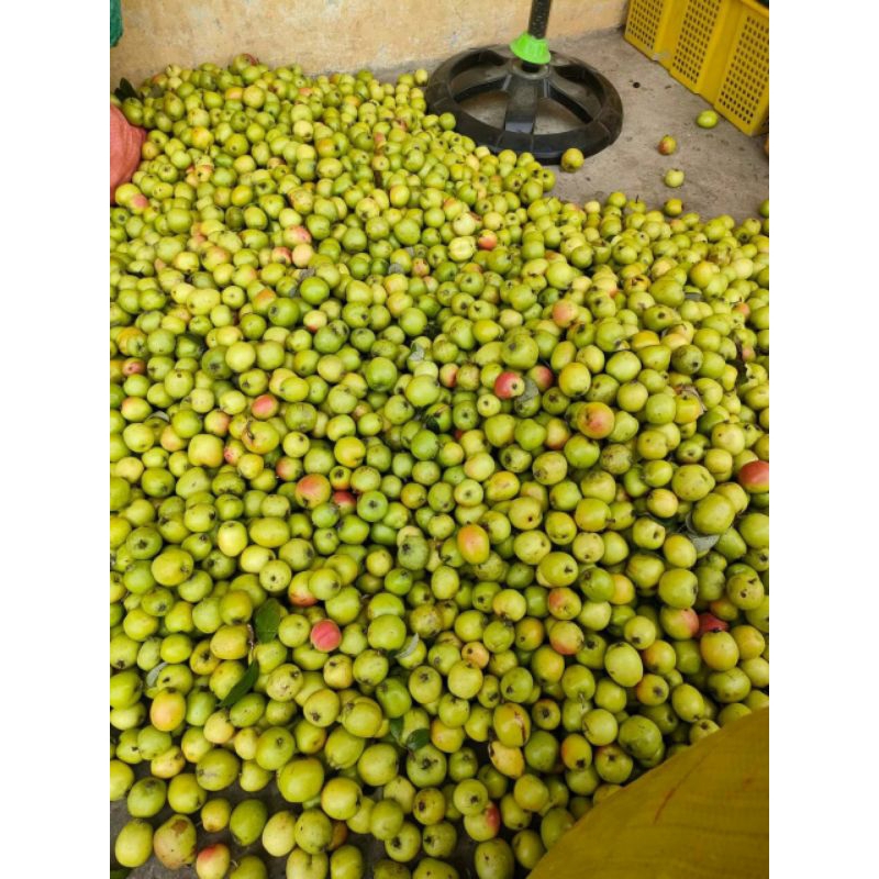 Táo mèo tây bắc mua 5 kí tươi tặng 1 kí khô