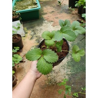 Chậu cây dâu tây,cây giống dâu tây