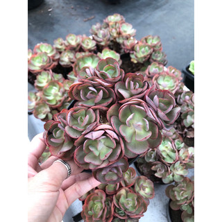 Sen đá Suyon (10-12cm)