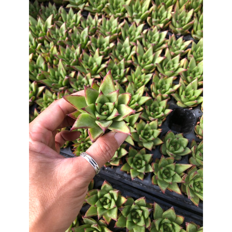 Sen đâ Đế Vương 4cm