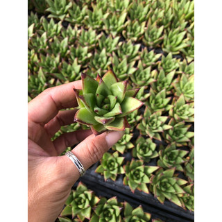 Sen đâ Đế Vương 4cm