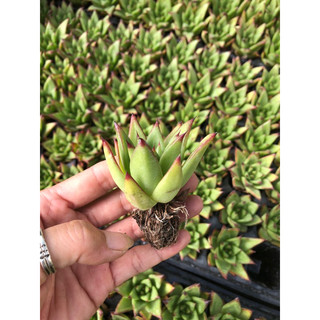 Sen đâ Đế Vương 4cm