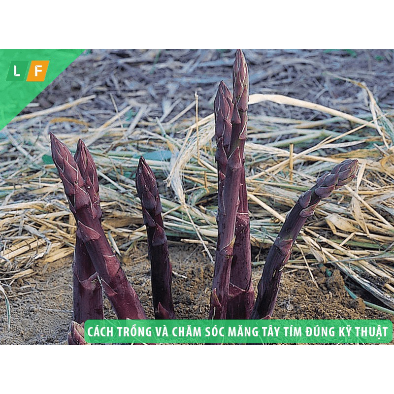 Cây giống măng tây tím