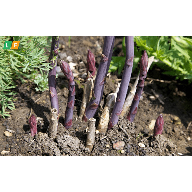 Gốc măng tây tím