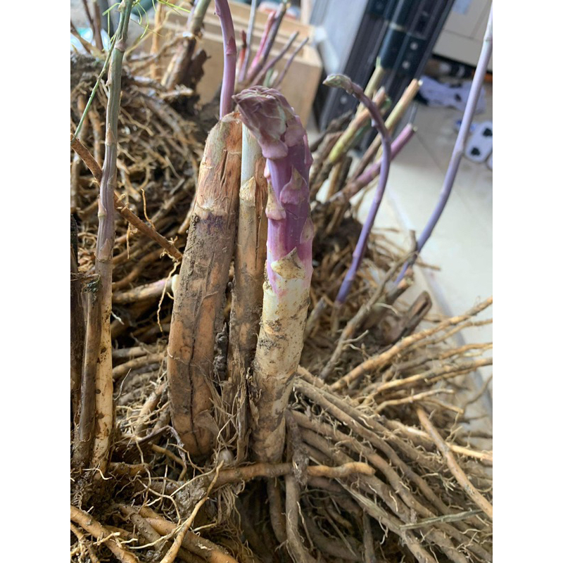 Gốc măng tây tím