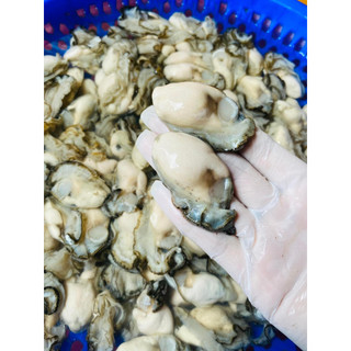 Hào sữa tươi túi 500gr (Ship hỏa tốc HCM)