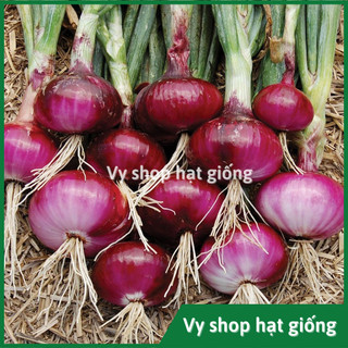 Hạt giống củ hành tây tím gói 200 hạt
