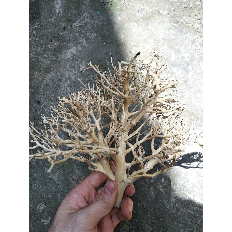 Lũa xương chùm nhánh