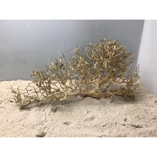 Lũa xương chùm nhánh