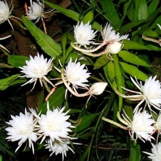 Chậu cây quỳnh trắng thái hoa thơm