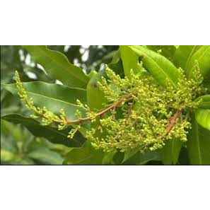 Phân bón lá MKP 0-52-34 -  Chuyên chặn đọt, Tạo mầm & Kích ra hoa đồng loạt