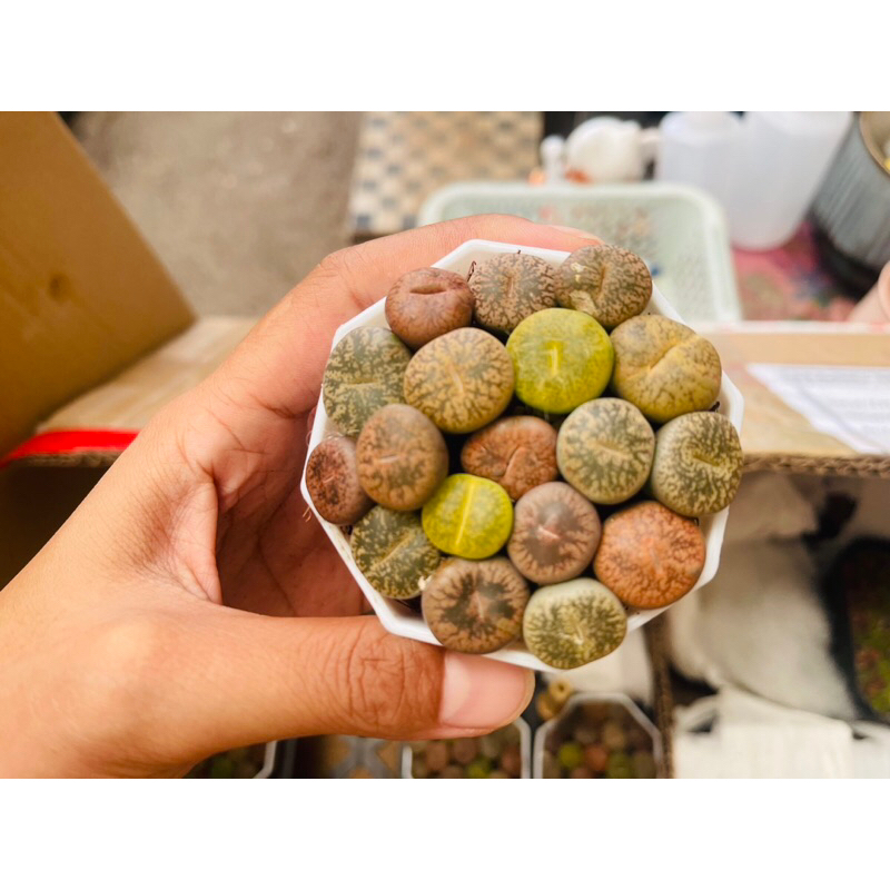 Chậu Sen Mông Mix Nhiều Màu Siêu Căng Mọng, Mix màu Nâu Xanh