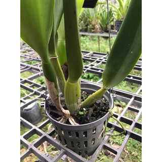 Than củi vụn trồng lan