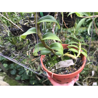 Than củi vụn trồng lan