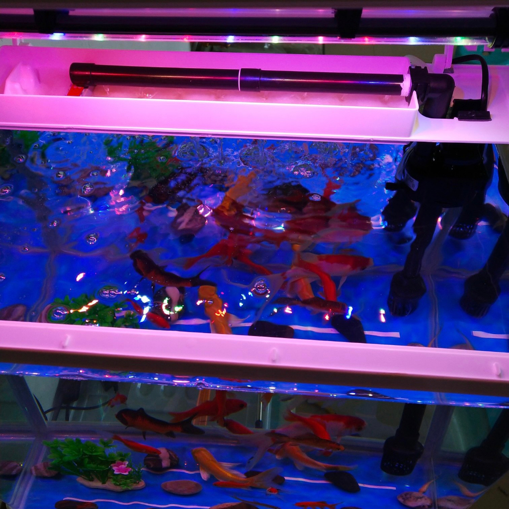 Đèn LED  3 Chế Độ Màu Cho Hồ Cá Cảnh, Hồ Thủy sinh