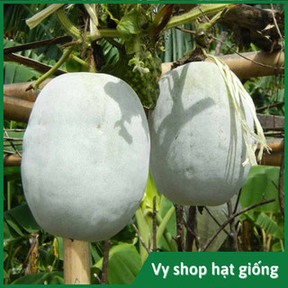 Hạt giống bí đao hương phấn trắng quả ngắn gói 30 hạt