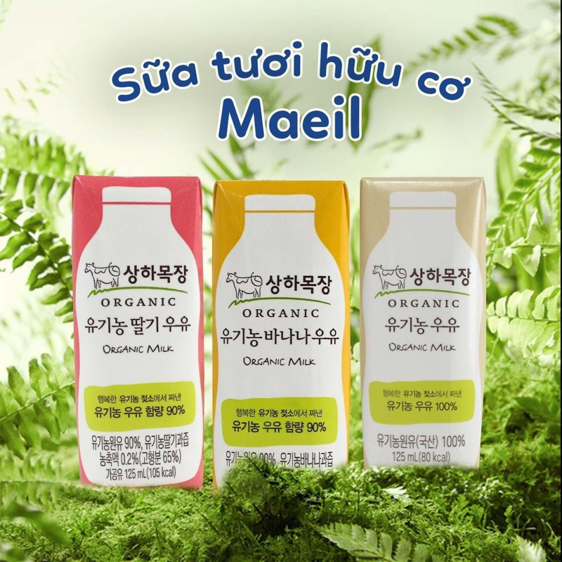 Sữa tươi organic hữu cơ Maeil Sangha Hàn Quốc (Date T1/2024)