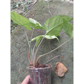 Cây giống Bạc hà núi dùng làm dược liệu