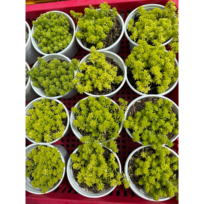 Sen đá Sedum dạ quang/ Sedum hạt gạo Vàng size trung