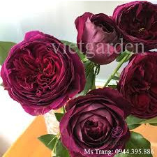 Gốc hồng ngoại the Prince hồng bụi