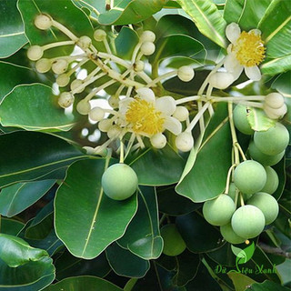 Cây Mù U giống dùng làm dược liệu