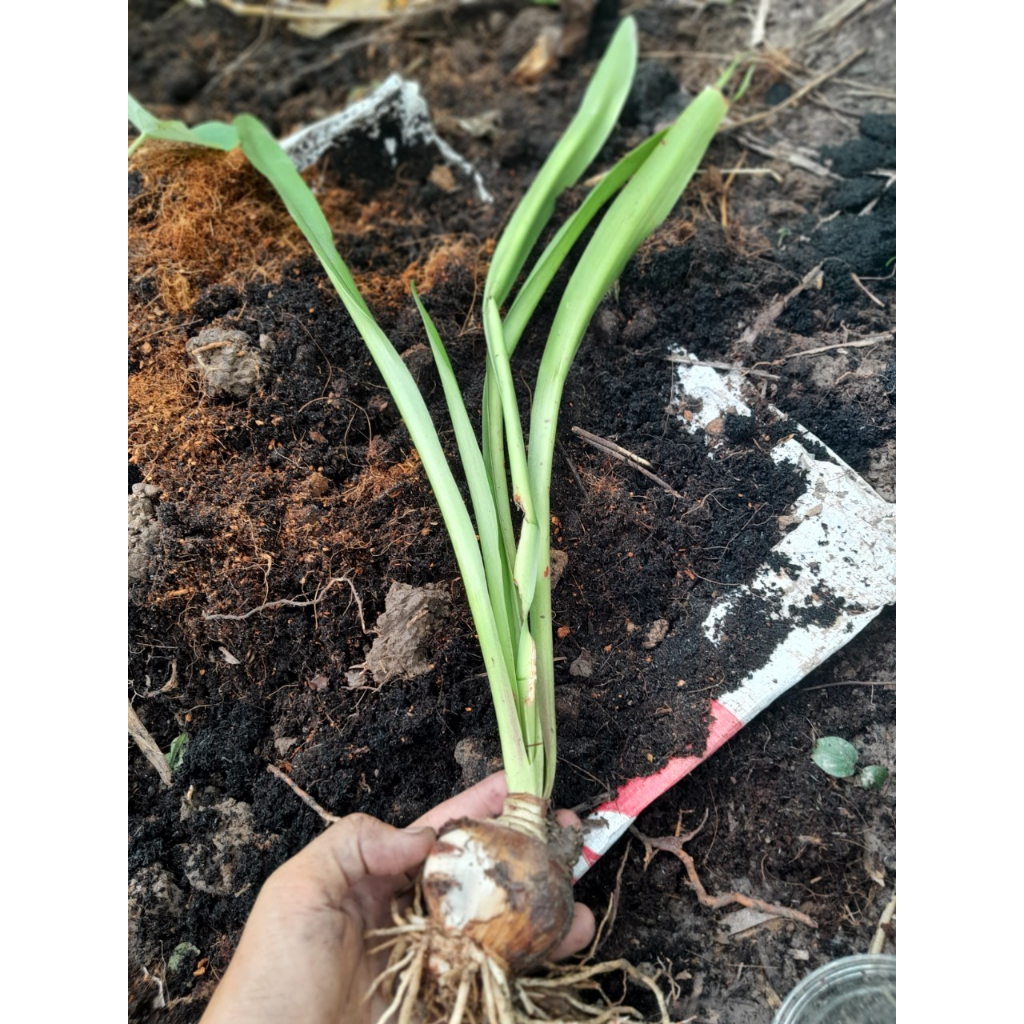 Cây giống Hoa Huệ Cam, shop giao cây như ảnh chụp