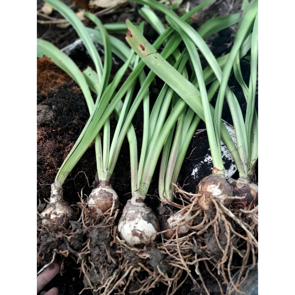 Cây giống Hoa Huệ Cam, shop giao cây như ảnh chụp