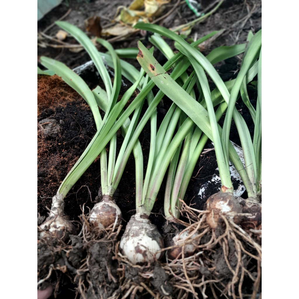 Cây giống Hoa Huệ Cam, shop giao cây như ảnh chụp