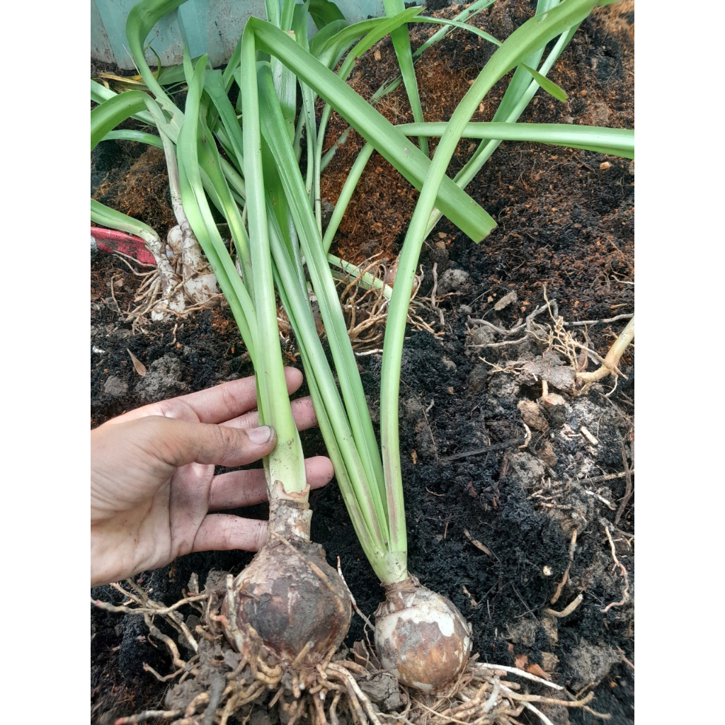 Cây giống Hoa Huệ Cam, shop giao cây như ảnh chụp